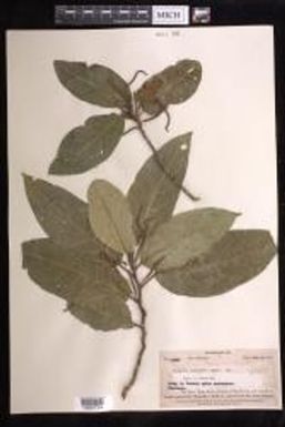 Acalypha repanda var. denudata
