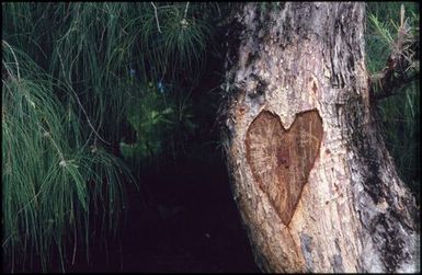 Heart carved into tree trunk
