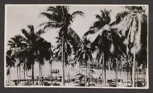 [View of Palm Trees at Bay, #1]
