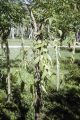 French Polynesia, vanilla bean vines growing on Moorea Island