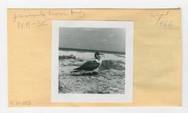 [Brown Booby in Hawaii, envelope IE31-053]