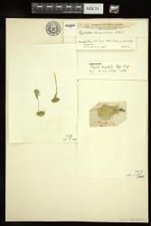 Rhipilia orientalis