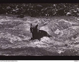FARIA VALLEY, NEW GUINEA. 1943-10-20. "SANDY" A DOG TRAINED BY THE UNITED STATES DOG DETACHMENT FOR THE 2/27TH AUSTRALIAN INFANTRY BATTALION, CROSSING A RIVER ON HIS WAY BACK TO HEADQUARTERS WITH A ..
