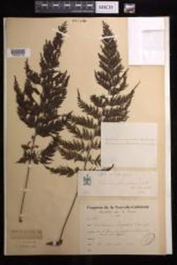 Abrodictyum elongatum