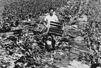 Cabbage grower, Pukekohe, 1993.