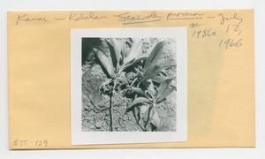 [Scaevola procera in Hawaii, envelope IE25-129]