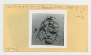 [Acacia koa in Hawaii, envelope IE24-161]