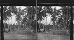 Village near Apia, British Samoa. Remote among the waves of the Pacific. Native village near Apia, Samoa