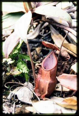 Pitcher plant (Nepenthes)