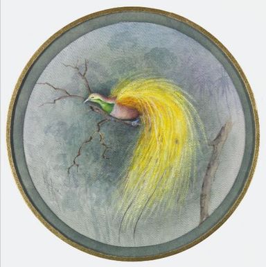Lesser bird of paradise (Paradisaea minor), Papua New Guinea, 1917 / Ellis Rowan