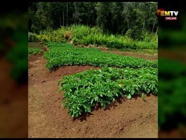 POTATO FARMING BOOST