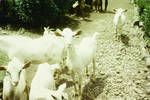 Bimai's goat-herd, Eastern Highlands, 1964