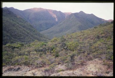 Low forest & hills