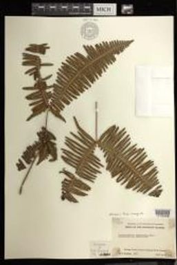 Dicranopteris linearis f. emarginata