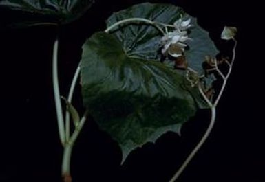 [Begonia leaf and flowers close-up at Espiritu Santo, Vanuatu]