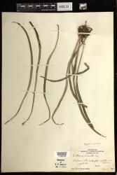 Haplopteris ensiformis