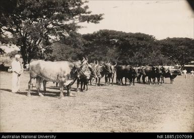 Rarawai Agricultural Show