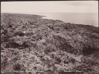 A coral shore on the coast of Loh, Torres Islands, 1906 / J.W. Beattie