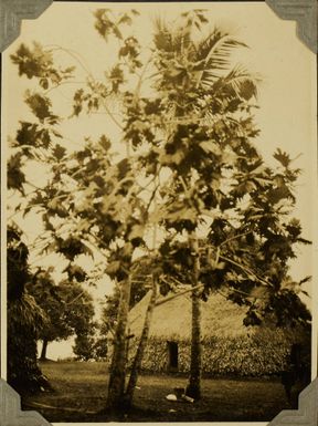 Trees and bure (hut), Fiji, 1928