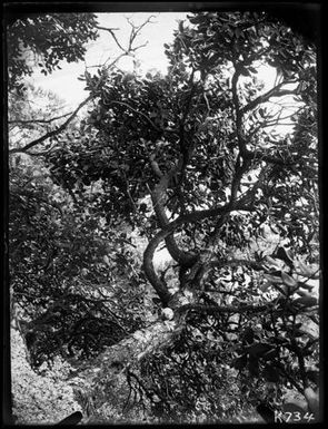 White Tern : egg on branch, Metrosideros tree