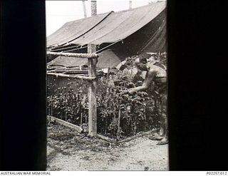 Madang, New Guinea, 1945-08-03. 82586 Flying Officer Allen Robert Griffiths, Administrative and Special Duties (A&SD) Intelligence, Headquarters, RAAF Northern Command (NORCOM), tends plants he has ..