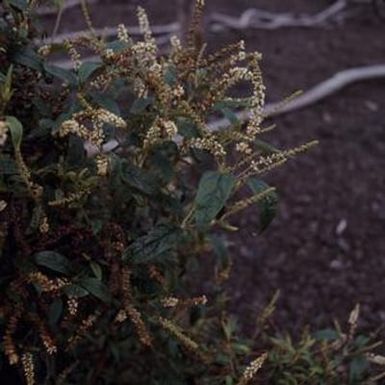 [Buddleja asiatica close-up from Kīlauea, United States]
