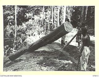 TOROKINA AREA, BOUGAINVILLE ISLAND. 1945-02-10. NATIVE LABOURERS OF NO 3 PLATOON, 2/2ND FORESTRY COMPANY EASING A LOG DOWN THE SLIDE TO THE LOADING POINT