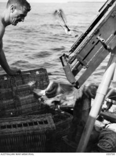 MOROBE, NEW GUINEA. 1943-08-15. QX5202 ACTING SERGEANT S. G. BONNELL OF THE 1ST AUSTRALIAN WATER TRANSPORT GROUP (SMALL CRAFT) ROYAL AUSTRALIAN ENGINEERS RELEASING CARRIER PIGEONS FROM THE DECK OF ..