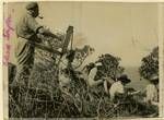 Art students, Colonel Taylor far left, painting a scene, North Stradbroke Island, 1949