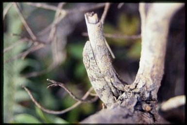 Eurydactylodes agricolae