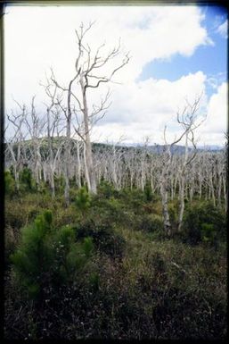 Dead niauli and pine plantation