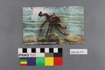 Postcard: Octopus, Devil Fish, Hawaiian Islands