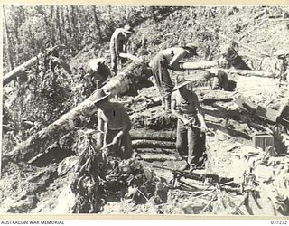 DOYABIE AREA, BOUGAINVILLE ISLAND. 1944-11-25. PERSONNEL OF B COMPANY, 9TH INFANTRY BATTALION DIGGING WEAPON PITS ON THE PIMPLE OVERLOOKING THE LARUMA RIVER FOR THE PROTECTION OF BATTALION ..