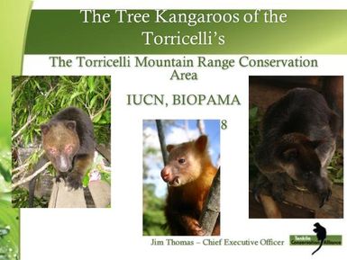 The tree kangaroos of the Torricelli's. The Torricelli mountain range conservation area.