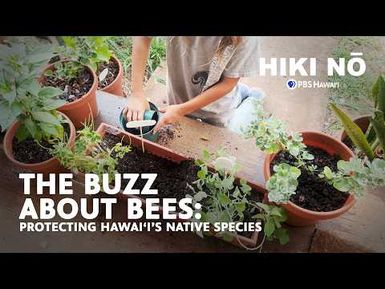 The Buzz about Hawaiian Bees | HIKI NŌ on PBS Hawaiʻi