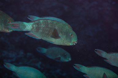 Currently an unidentified species of Parrot fish by the photographer and scientists during the 2017 South West Pacific Expedition.