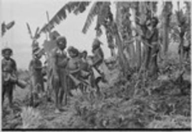 Pig festival, singsing preparations, Tsembaga: decorated men with kundu drums, man at right begins to clear dance ground