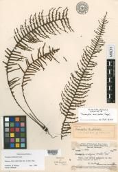 Prosaptia archboldii