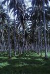 [Coconut plantation], Bougainville, c1960 to 1965