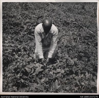 Farmer inspecting crop