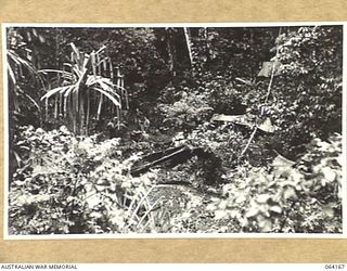 CANNING'S SADDLE, NEW GUINEA. 1944-01-21. KITCHEN AND ADVANCED REGIMENTAL AID POST (HIDDEN BY TREES) OF THE 2/12TH INFANTRY BATTALION MANNED BY PERSONNEL OF THE 2/2ND PIONEER BATTALION