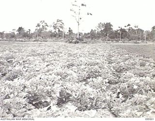 LAE, NEW GUINEA, 1945-12-24. SQUASH MELONS, PLANTED IN OCTOBER 1945, AT 4 INDEPENDENT FARM COMPANY