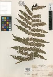 Athyrium sancti-johannis