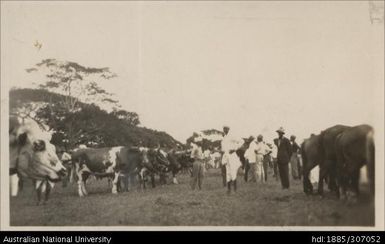 Nadi Agricultural Show