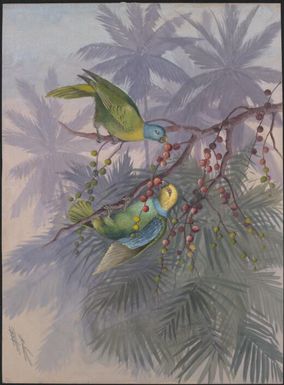 [Lorikeets (Geoffroyus heteroclitus)] / Ellis Rowan