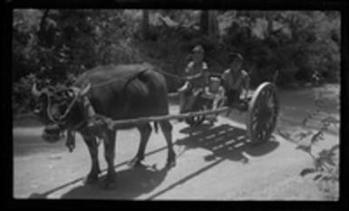 [Children in ox cart]