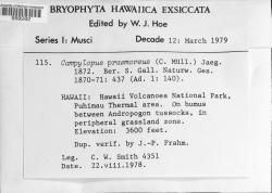 Campylopus praemorsus
