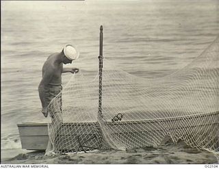 TOROKINA, BOUGAINVILLE ISLAND, SOLOMON ISLANDS. C. 1945-03-01. LEADING AIRCRAFTMAN C. W. KELLY OF LORNE, VIC, A PROFESSIONAL FISHERMAN BEFORE THE WAR, EXAMINING ONE OF THE NETS USED BY THE RAAF TO ..