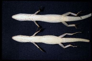 2 specimens (ventral)