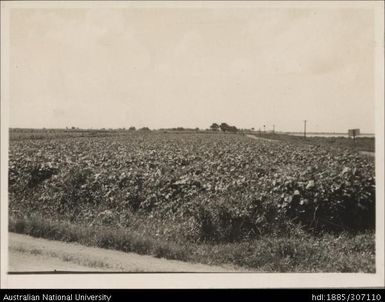 Mauritius Bean Crop, Nausori